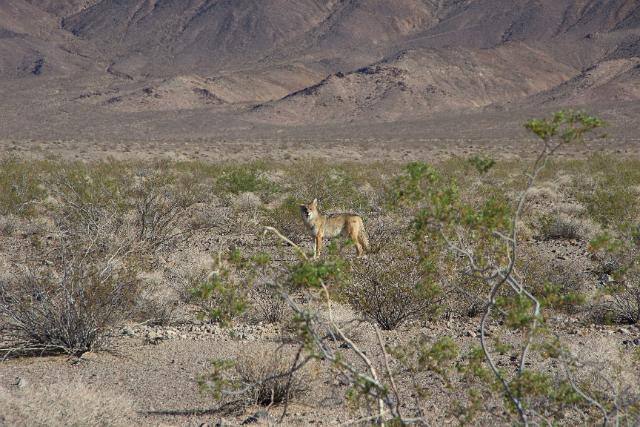 IMG_5345.jpg - Death Valley RT2014