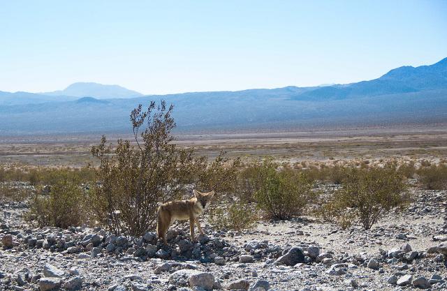 IMG_5521.jpg - Death Valley RT2014